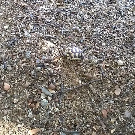 La Suara Tolta San Pantaleo